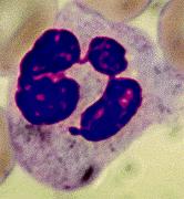 Neutrophils Also called polymorphonuclear (PMNs) Highly mobile, first to arrive Phagocytosis of cells (pathogens) marked