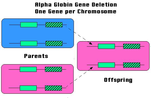 The inheritance of alpha thalassemia is complex because each parent