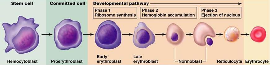 Introduction Haemoglobin (Hb), protein constituting 1/3 of the red blood cells Synthesis