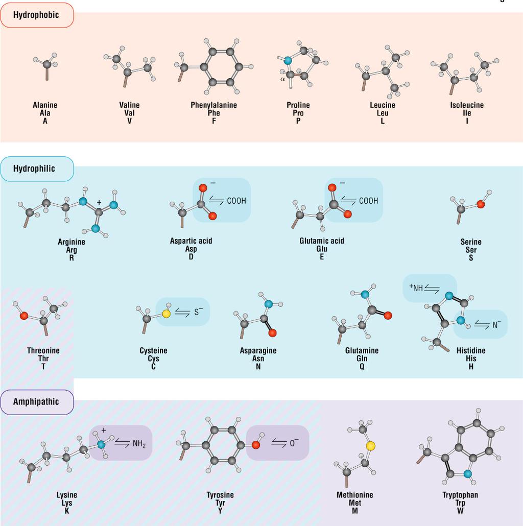 Amino acid structure and the chemical characters of the amino acid side