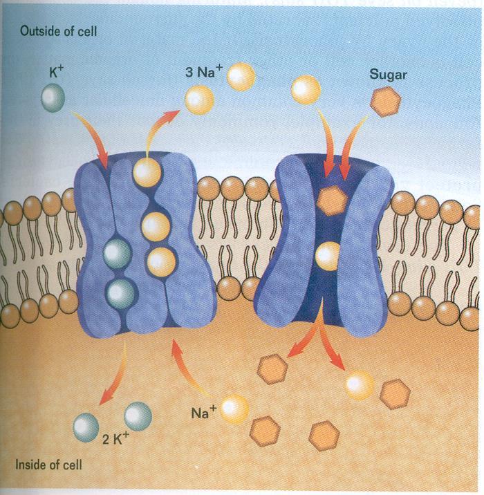 For every 3 Na+ ions pumped out of the cell, the energy from one molecule of ATP is used and two K+ ions are pumped in.