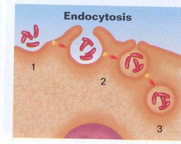 Endocytosis - some food molecules are too large to pass through protein channels - therefore the cell engulfs the particles by a process called endocytosis by means of infoldings, or pockets, of the