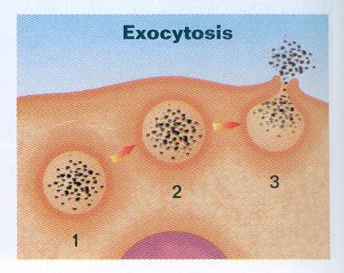 Exocytosis - reverse of endocytosis where excretions or waste products are dumped outside of the cell - this happens when waste vacuoles fuse with the cell membrane and dump the contents outside the
