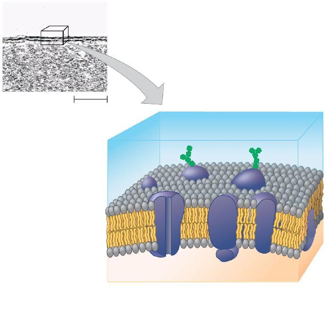 Eukaryotic cells are generally much larger than prokaryotic cells Typical bacteria are 1 5 m m in diameter Eukaryotic cells are typically 10 100 m m in diameter The plasma membrane is a selective