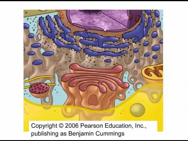 Lysosomes: Digestive Compartments A lysosome is a membranous sac of hydrolytic enzymes that can digest macromolecules Lysosomal enzymes work best in the acidic environment inside the lysosome The