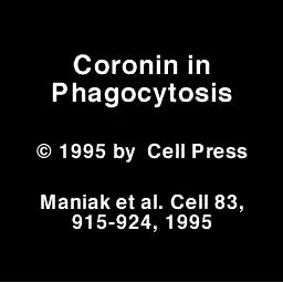 Video: Phagocytosis