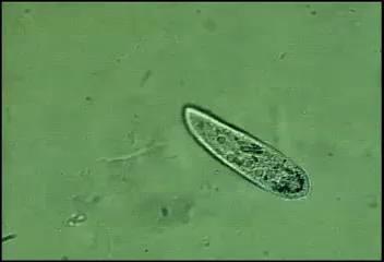 Video: Paramecium Cilia Figure 4.