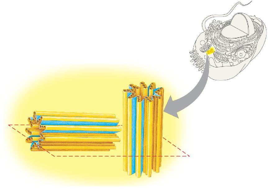 of cilia and flagella, microtubule-containing extensions projecting from some cells