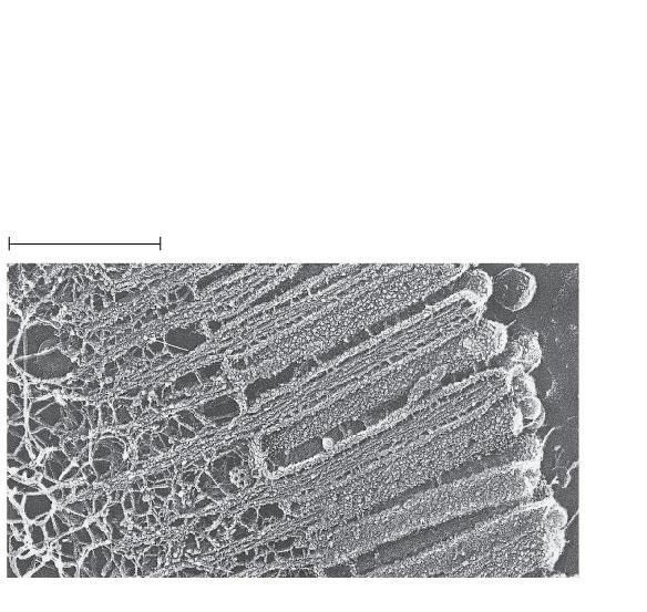 Figure 4.24 Microfilaments (actin filaments) 0.