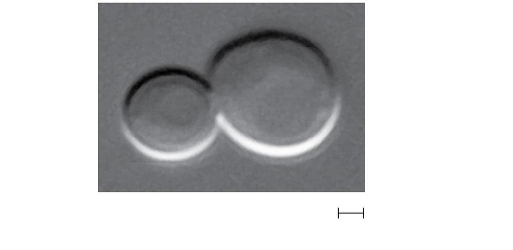 parent cell 1 m m Figure 4.