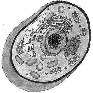 Eukaryotic cell organelles- in addition to the four common organelles, eukaryotic cells also have the following six organelles: Nucleus the region of eukaryotic cells where DNA is contained by a