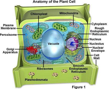 Organelles found only in PLANT cells Cellulose cell