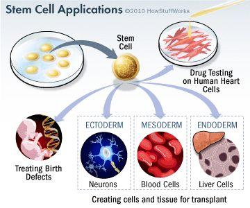 Cells are SPECIALIZED, this means their structure fits their function. Cells throughout the organism perform different jobs.