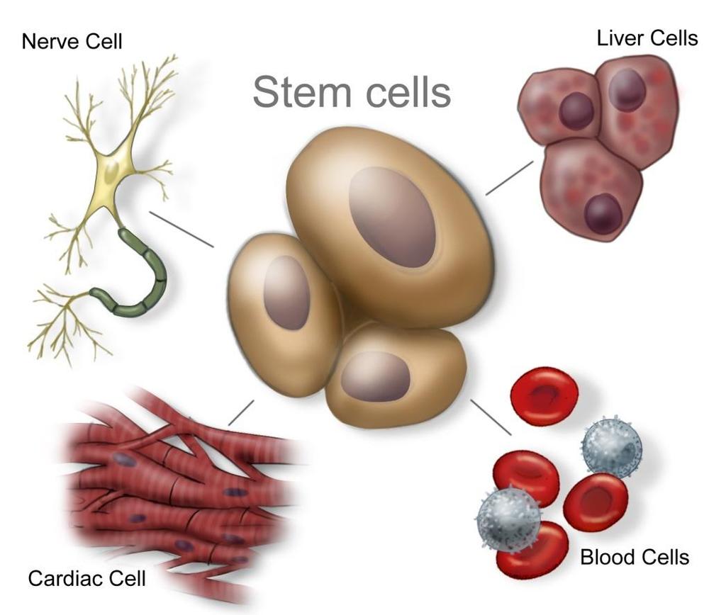 Adult organisms still have small reserves of stem cells in some areas of the body. Red blood cells are specialized with the protein hemoglobin to transport oxygen.