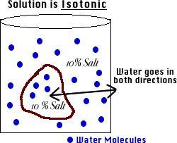 Isotonic Solution Osmosis Animations for isotonic, hypertonic, and