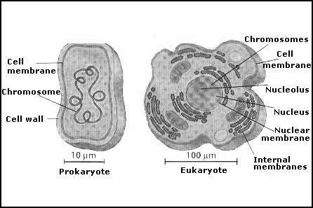 4 Structures (organelles) found in all cells: 1. 2. 3. 4.