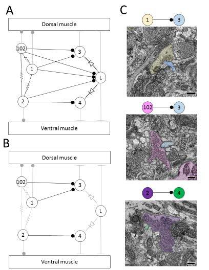 Figure 1. Confirming a known circuit. Many, but not all, of the predicted physiological connections were recovered anatomically after reconstructing the arbors of seven pairs of dorsal motor neurons.