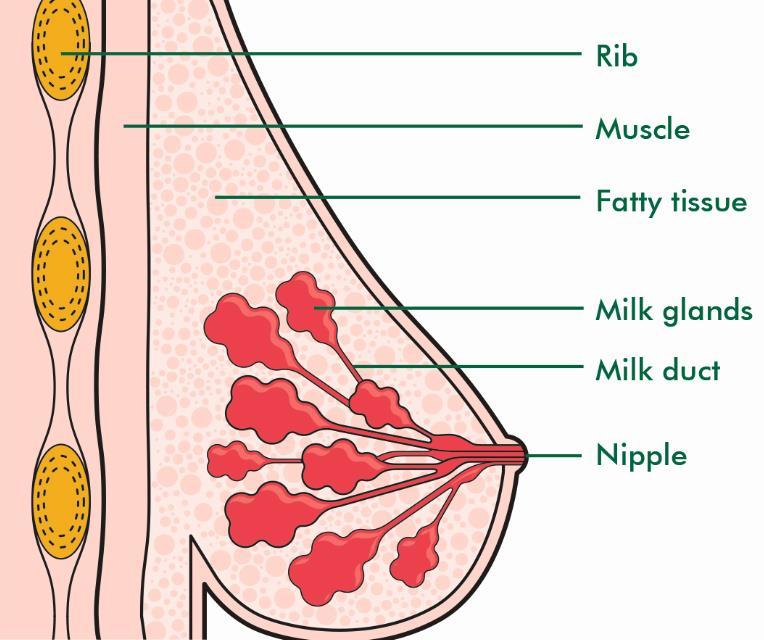 The breasts The breasts are made of fat and tissue. They also have glands where breast milk is made. The glands are connected to the nipple by fine tubes called milk ducts.