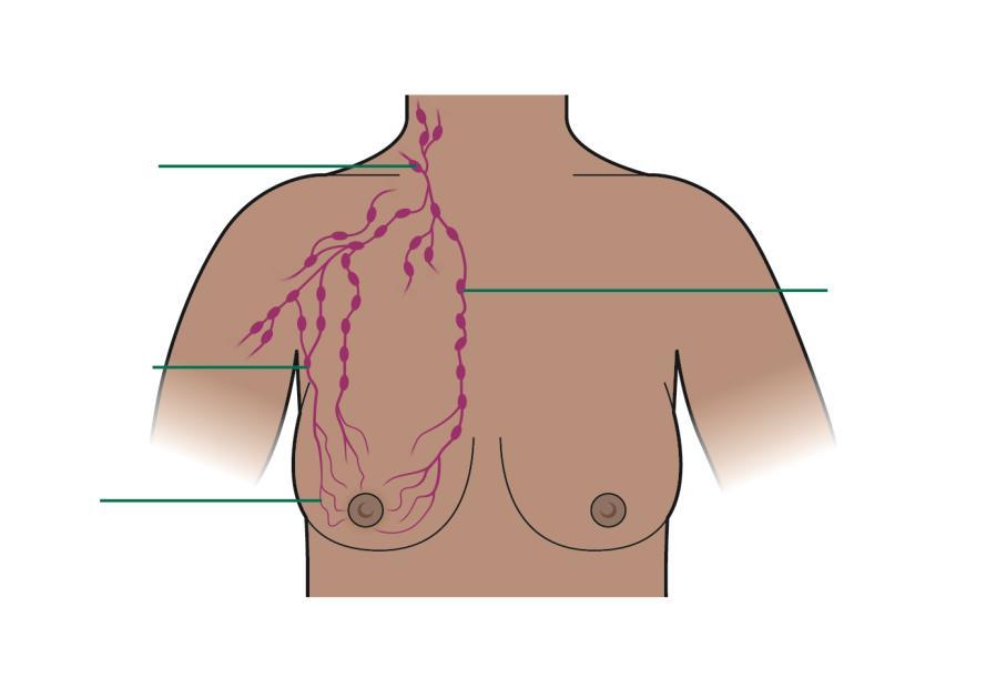 There are also lymph nodes near the breastbone and behind the collarbones.