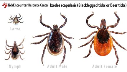 Tick Biology 101 Hard ticks (over 700 species) Ixodes ricinus complex Different geographic distributions Northeastern and upper midwestern states Ixodes scapularis (also