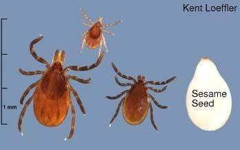 Tick Biology (continued) Engorged Tick Clinical Manifestations Early Localized Disease Usually occurs 7 10 days after the bite Range 3 30 days