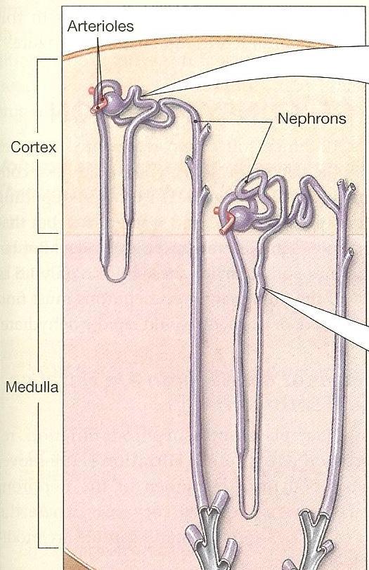 d. The Nephron is the Functional Unit of the Kidney i. Contains two layers that are formed by the arrangement of nephrons 1. Outer CORTEX 2. Inner MEDULLA I.