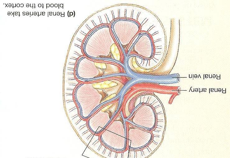 Blood enters the kidney through the renal artery, then into smaller arteries and then arterioles in the cortex ii. Kidney arrangement of blood vessels is a portal system, one of the three in the body!