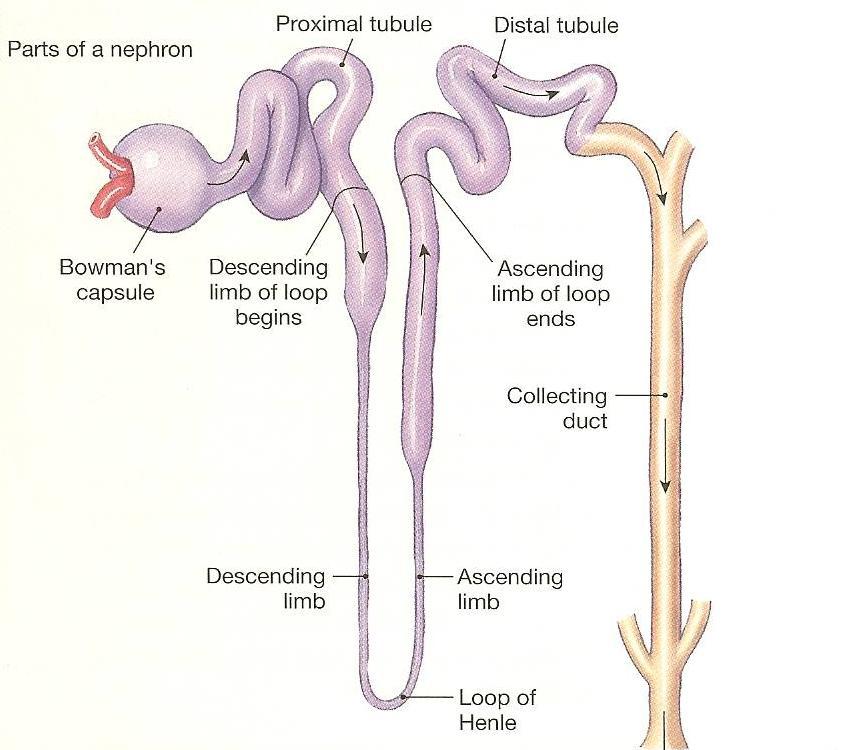 Receives filtered fluid from Bowman s capsule iii. Loop of Henle 1. Following the proximal tubule 2. Divided into two limbs I. Descending Limb (thin) II. Ascending limb (thin and thick segments) iv.