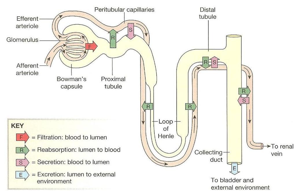 II. OVERVIEW OF KIDNEY FUNCTION a. In a twenty four hour period of time the kidneys (nephrons) moves 180 liters of plasma b. Kidneys excrete only about 1.