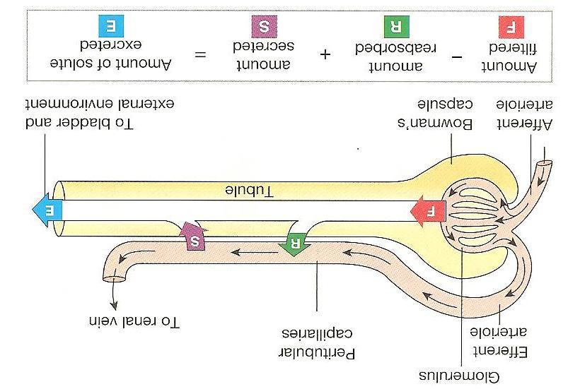 Changes in Filtrate Volume and Osmolarity Along the Nephron Location Volume of Fluid Osmolarity of Fluid Bowman s Capsule 180 L/day 300 mosm End of proximal tubule 54 L/day 300 mosm End of loop of