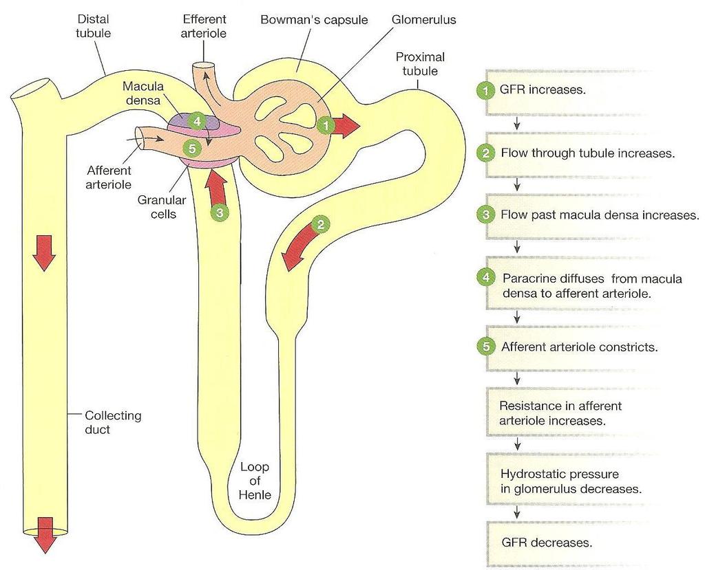 f. Hormones and Autonomic Neurons Also Influence GFR (with Sympathetic neurons override Autoregulation) i.