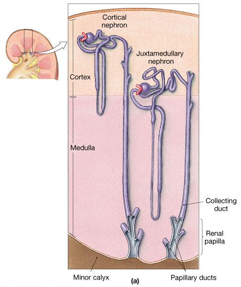 juxta medullary nephrons : the loop of Henle dips deep into the medulla 15 % of