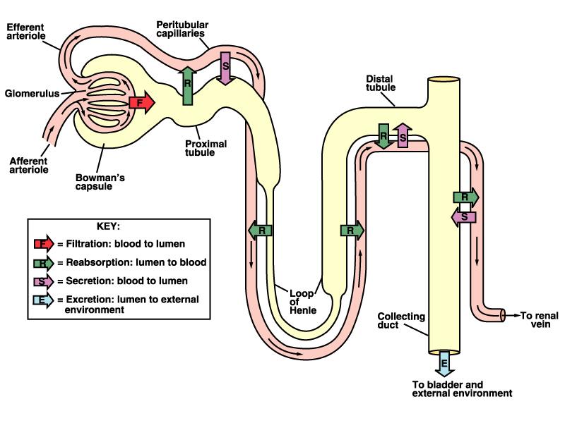 Nephron Anatomy/Function 31 RENAL PHYSIOLOGY Filtration occurs in the Bowmans Capsule at the Glomerulus While Filtration is very non-specific, the re-absorption and secretion processes are provided