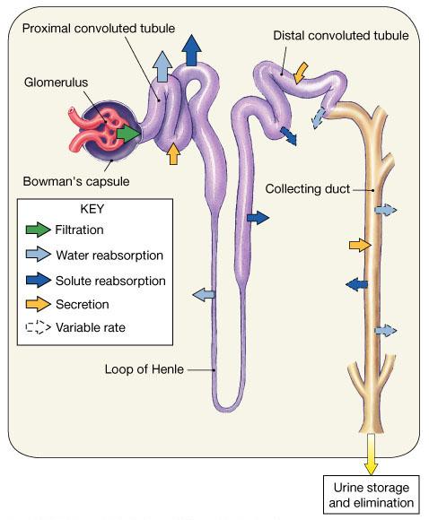 RENAL PHYSIOLOGY Most regions of the nephron perform a combination of functions General functions can be identified Filtration in the renal corpuscle Nutrient re-absorption along the PCT Active