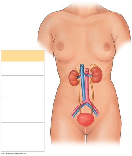 Urinary System Organization The kidneys Produce urine The urinary tract eliminates the urine Ureters (paired tubes direct urine to bladder) The urinary bladder (muscular storage sac) Urethra (single