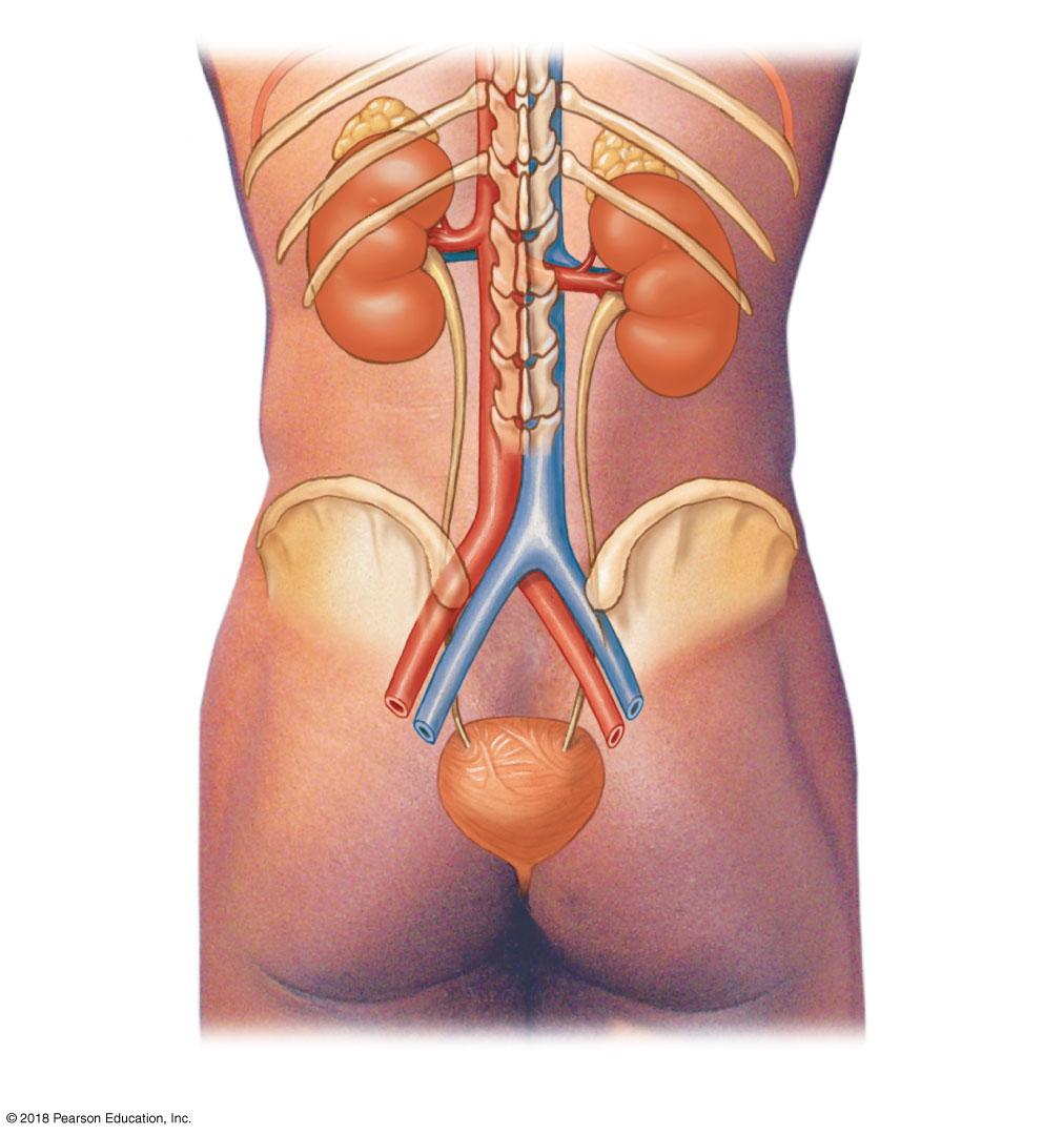 Kidneys Urinary System Organization Located on either side of vertebral column Left kidney is slightly superior to right kidney Superior surface is capped by adrenal gland Position is maintained by