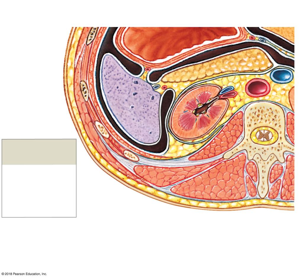 Kidney Organization Kidneys are protected and stabilized by 3 layers 1. Fibrous capsule A layer of collagen fibers Covers outer surface of entire organ 2.