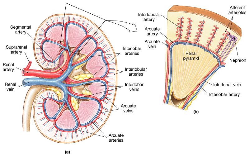 A Renal artery feeds each kidney.