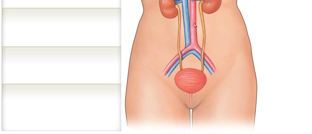 Ureter Transports urine toward the urinary bladder Urinary Bladder Temporarily stores urine