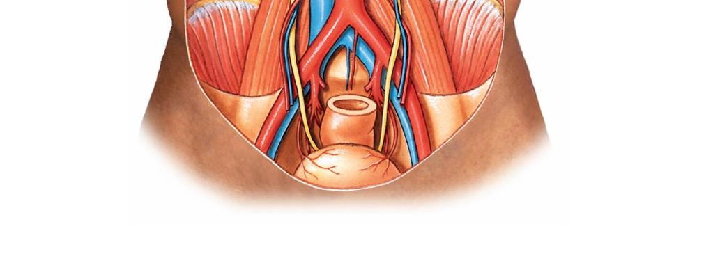 Diaphragm Left suprarenal gland Celiac trunk Left kidney Left renal artery Left renal vein Superior mesenteric artery Left