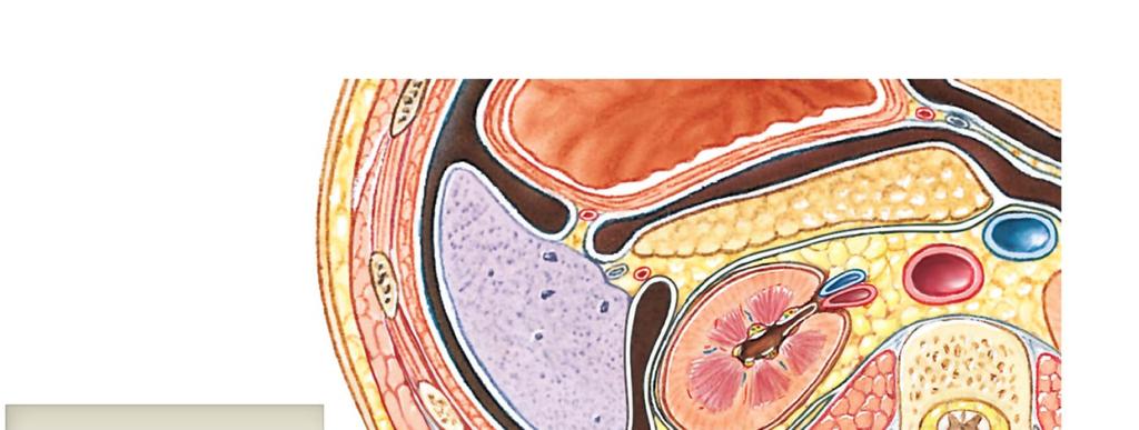 Aorta Inferior vena cava Parietal peritoneum Stomach
