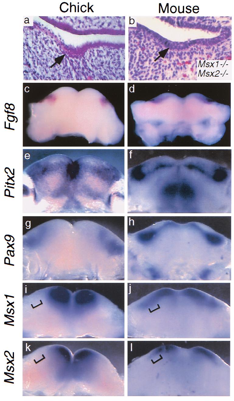 Materials and Methods Generation of Msx1-Msx2 Double Mutant Mice. Msx1-Msx2 double mutant embryos were obtained from Msx1-Msx2 double heterozygous crosses (11).