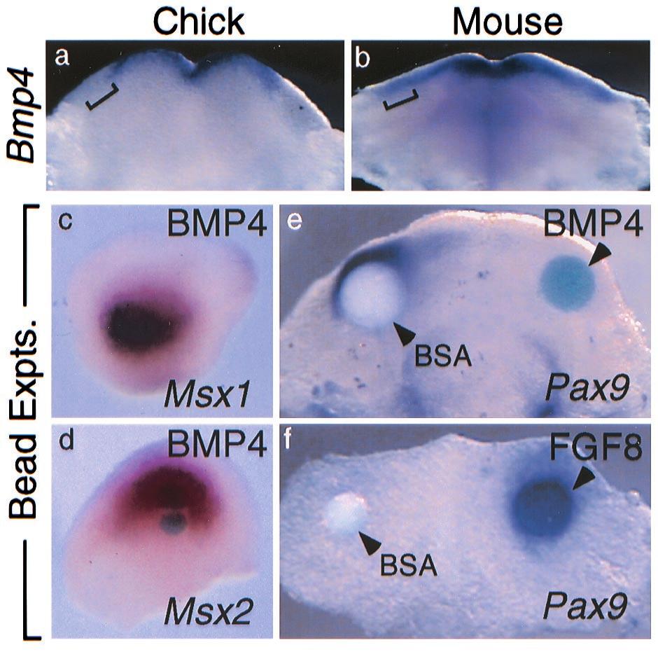 Fig. 2. Expression of Bmp4 is absent from distal chick mandibular epithelium.