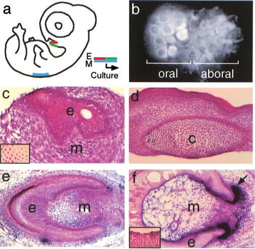 Fig. 4. Chick oral epithelial appendage structures induced in vitro by heterotypic, heterochronic recombination.