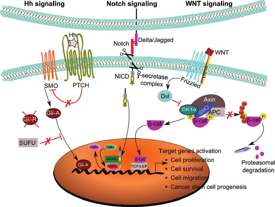 C.J. Sheeba et al.: Signaling pathways, tumor microenvironment, and targeted drug delivery 9 4.