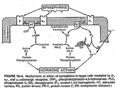 2 Adrenergic Receptor Activity Can be rapidly up & down regulated via phosphorylation ( turned off degraded) Many physiological effects, including contractility Na/K+ Pump pinephrine Norepinephrine