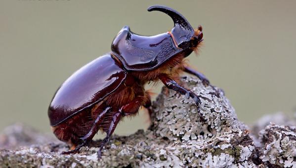 7. DYNASTIDAE (Unicorn beetles, Rhinoceros beetles) Mandibles are bent, expanded, leaf like and visible from above. Horns are usually present in male in the head and thorax.