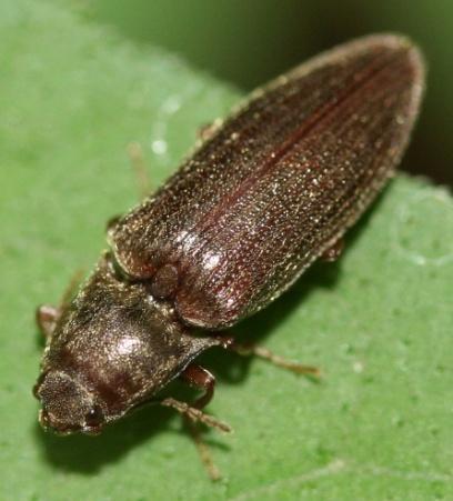 Adults are injurious to coconut and grubs are found in dying palms and manure pits. 8. ELATERIDAE(Click beetles, Wire worms) Body is elongate and cylindrical.