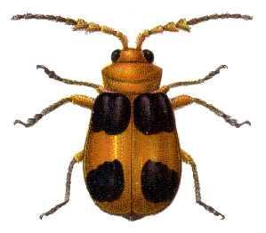 cylindrical and tough skinned and called wireworms. They feed on roots. 9. GALERUCIDAE(Pumpkin beetles) Antennae are closely approximated. Third tarsomere is deeply bilobed. Larvae are root feeders.