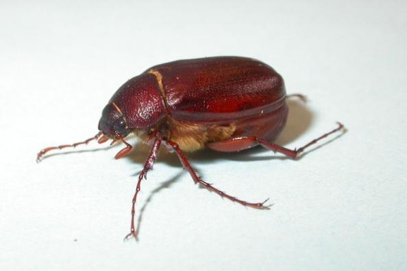 Banded blister beetle : Mylabris pustulata 11.